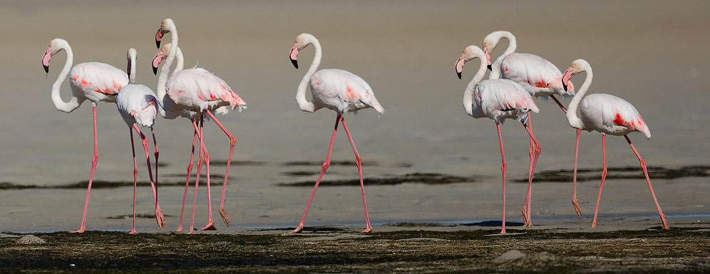 Greater Flamingo